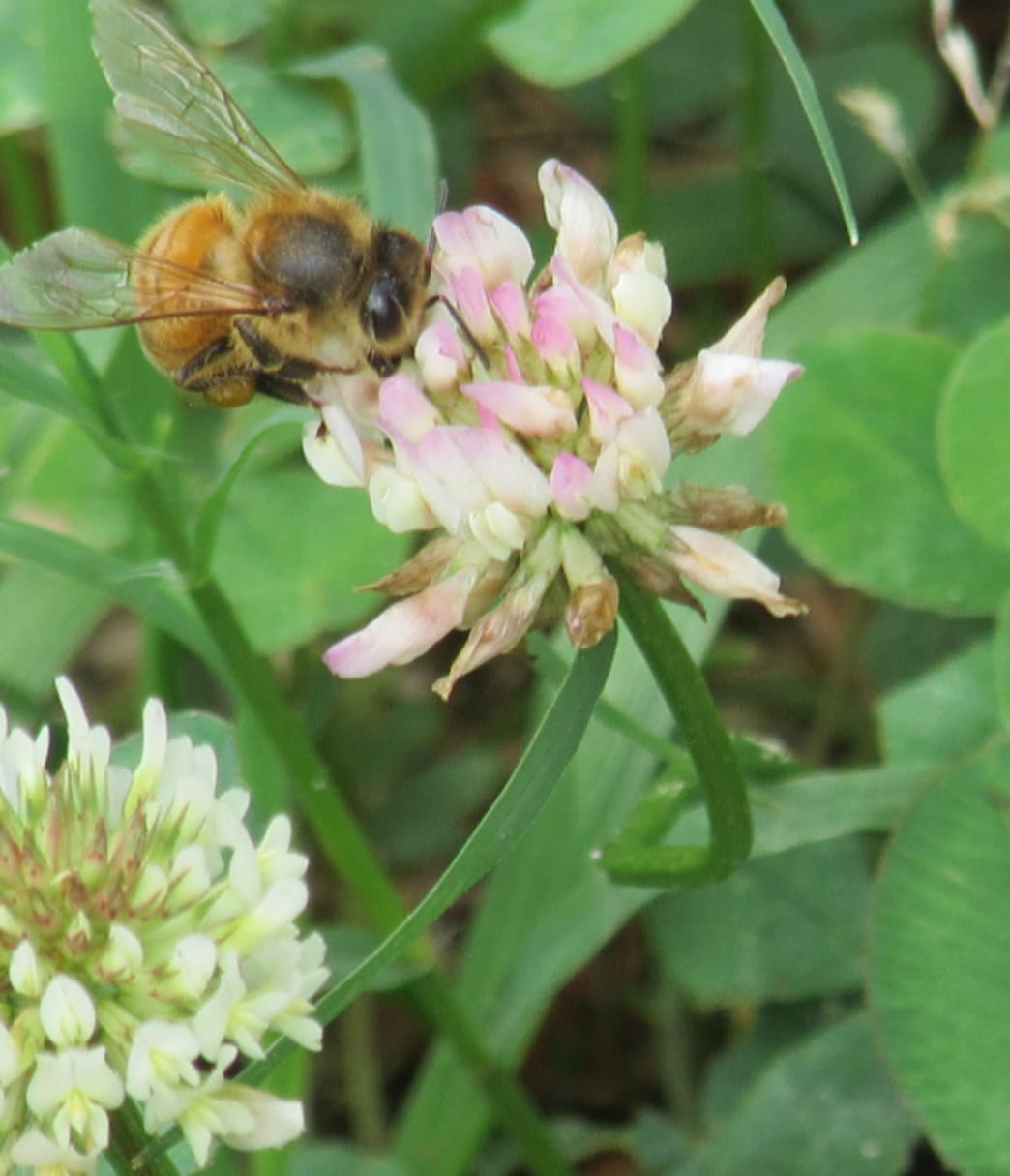 Why The World Needs Bees
